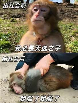 吗喽打工表情包