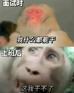 吗喽打工表情包